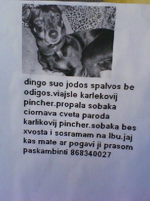 Skelbimas dingo šunytis.jpg